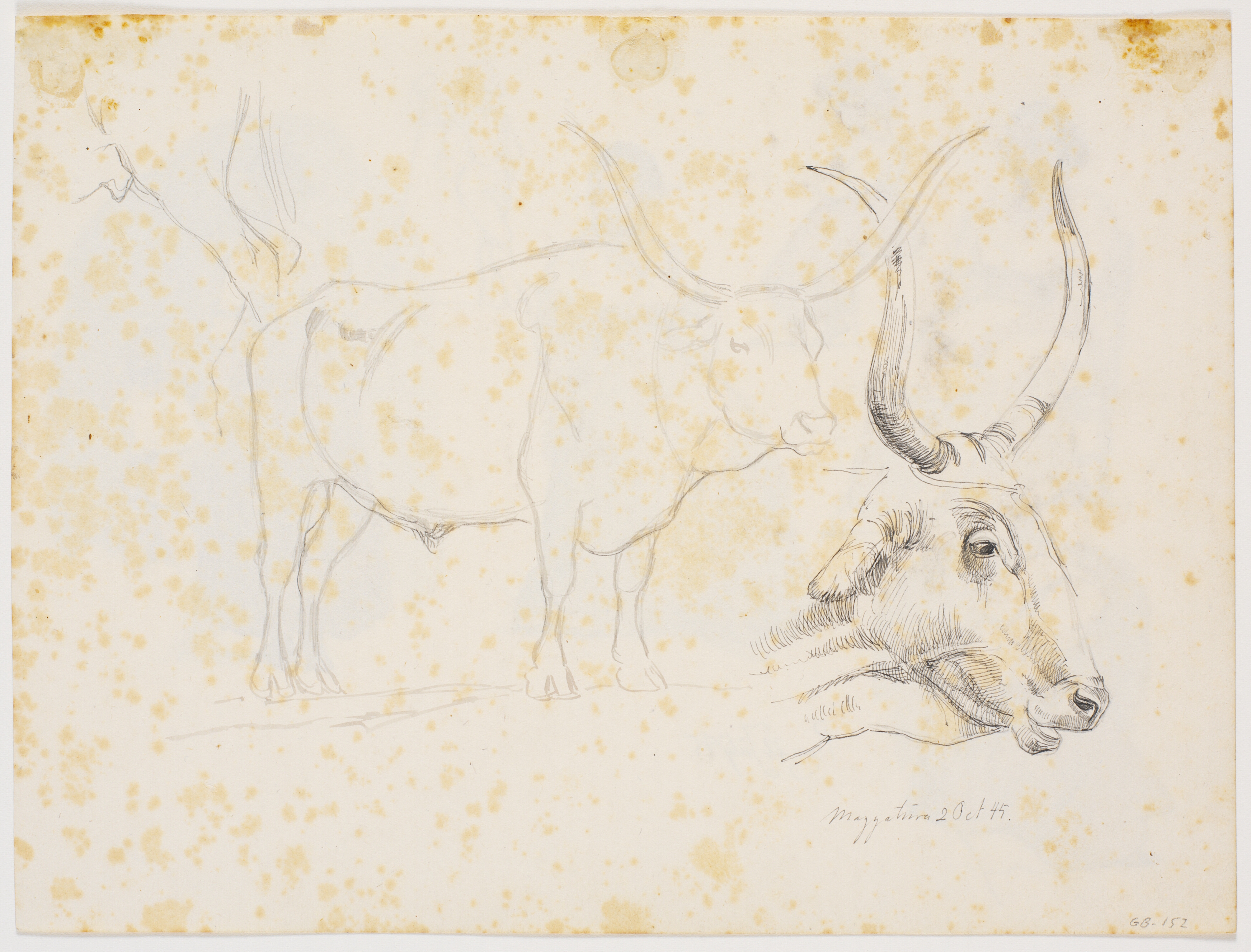 Studier af stående okse, en okses bagben og hoved